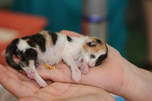 Nyfödd kattunge i veterinärklinik — Stockfoto