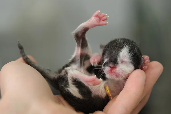 Nyfödd kattunge i veterinärklinik — Stockfoto