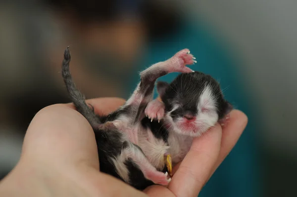 Nyfödd kattunge i veterinärklinik — Stockfoto