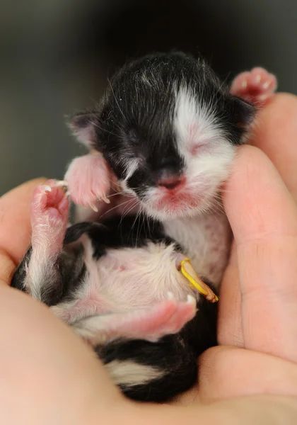 Nyfödd kattunge i veterinärklinik — Stockfoto