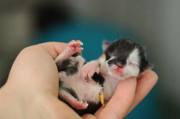 Nyfödd kattunge i veterinärklinik — Stockfoto