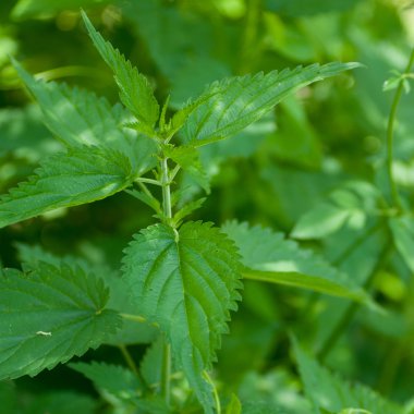 Nettles bahar
