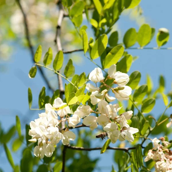 Acacia locust in spring — Stock Photo, Image