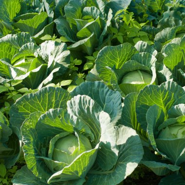 Lahana sera üzerinden