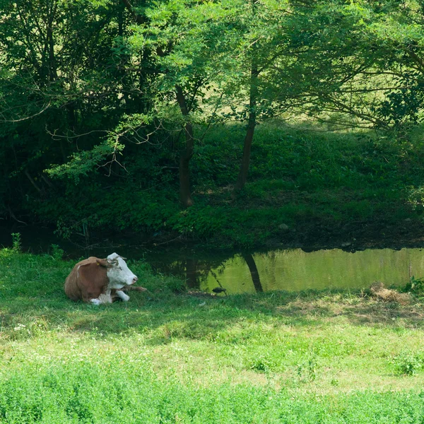 Cow at summer field — Stock Photo, Image