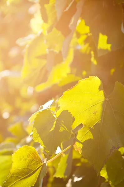 Foglia gialla d'uva — Foto Stock