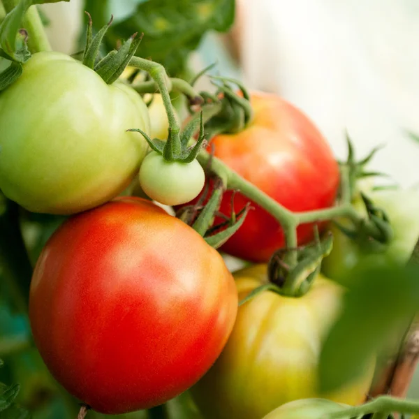 Tomatoes from greenhouse — Stock Photo, Image