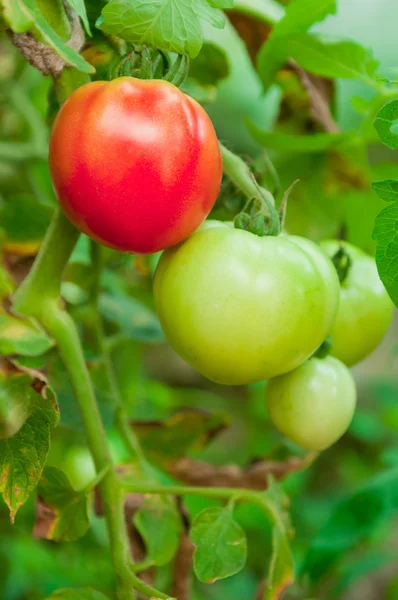 Tomatoes from greenhouse — Stock Photo, Image