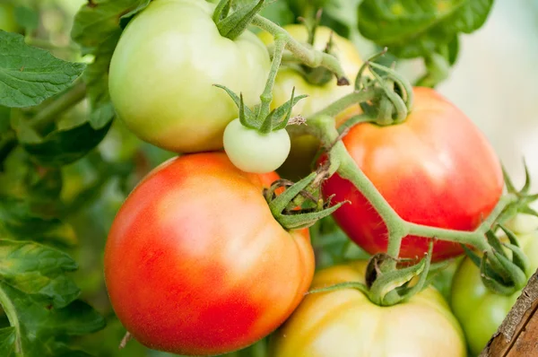 Fresness tomatoes from greenhouse — Stock Photo, Image