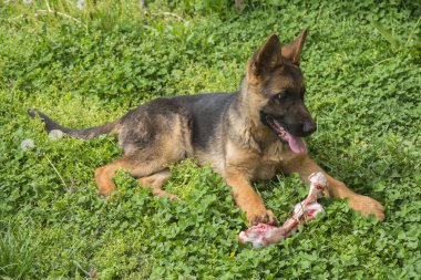 Alman çoban köpek kemik ile