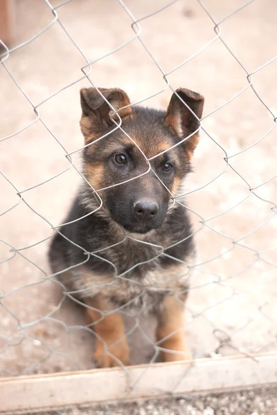 Welpe Deutscher Schäferhund — Stockfoto