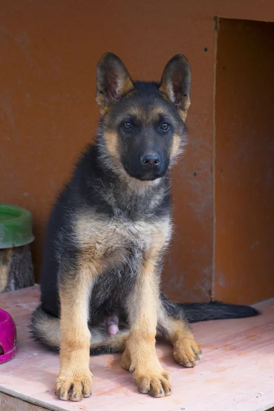 Puppy german shepherd dog — Stock Photo, Image