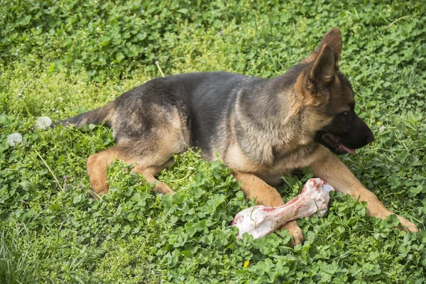 German shepherd puppy with bone — Stock Photo, Image