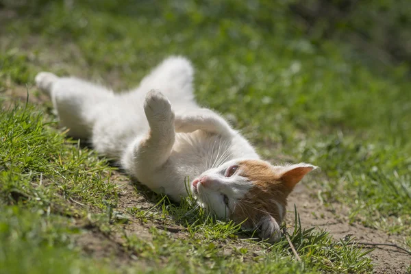 Gato en la naturaleza —  Fotos de Stock