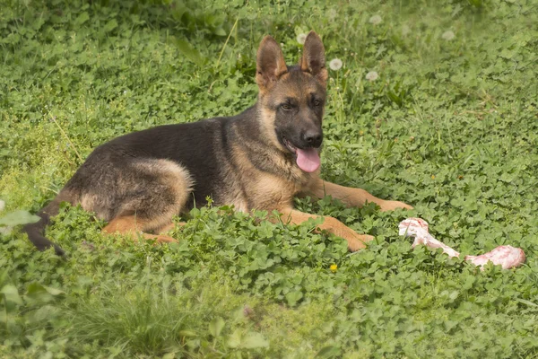 Německý ovčák štěně s kostí — Stock fotografie