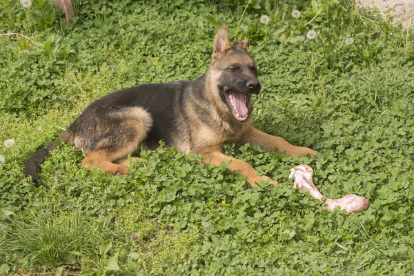 Německý ovčák štěně s kostí — Stock fotografie