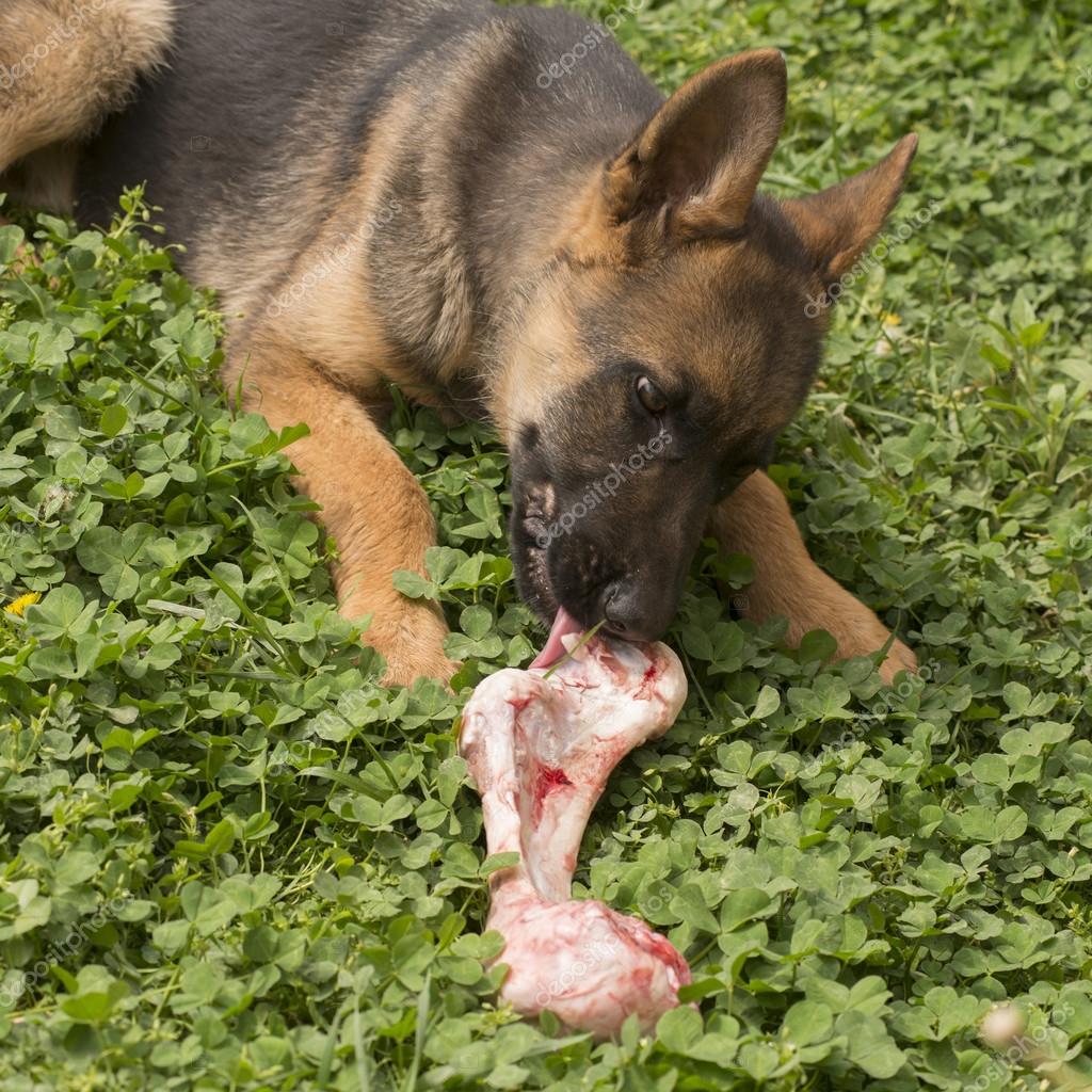 Are Rawhide Bones Good For German Shepherds