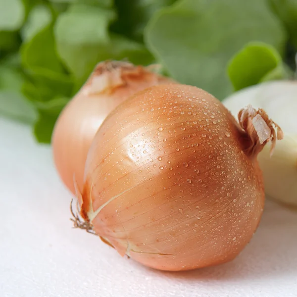 Fresh onion — Stock Photo, Image