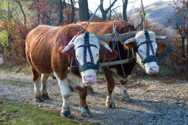 Pair of oxen clipart