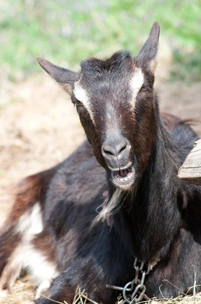 Black goat — Stock Photo, Image
