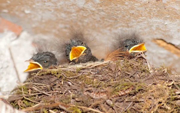 Jeunes hirondelles dans le nid — Photo