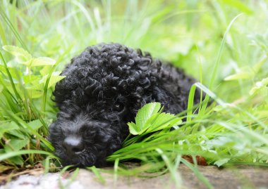Siyah sevimli fino köpeği çimen