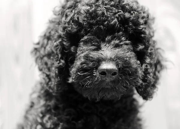 Poodle bambino nero — Foto Stock