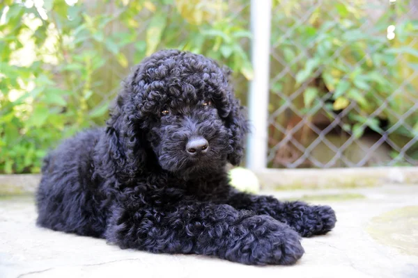Black baby  Poodle — Stock Photo, Image