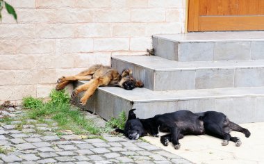 Uyuyan evsiz köpekleri
