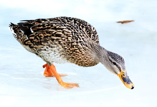 Inverno de pato selvagem — Fotografia de Stock