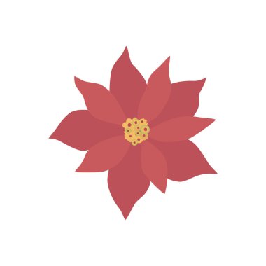 Poinsettia çiçeği beyaz renkte izole edilmiş.