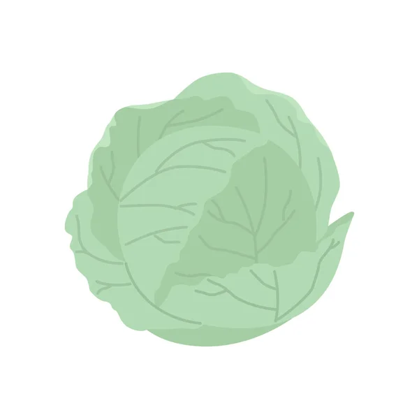 Lindo repollo aislado en blanco. Ingrediente vegetal para alimentos. — Vector de stock