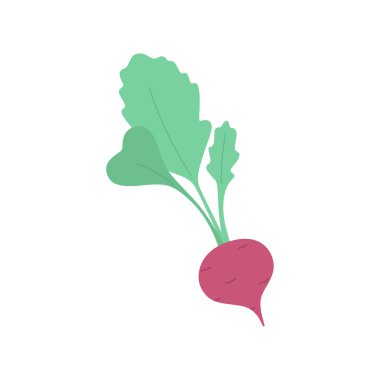 Beyaz arka planda taze turp izole edilmiş. Yiyecek için sebze İçi.