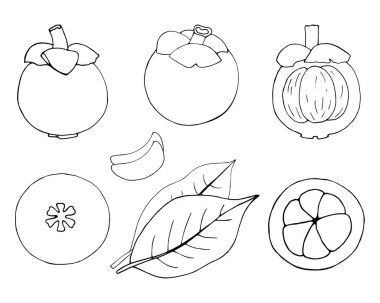 Mangosteen ile ayarlanmış: bütün, yarım, posa. Tek renkli illüstrasyon.