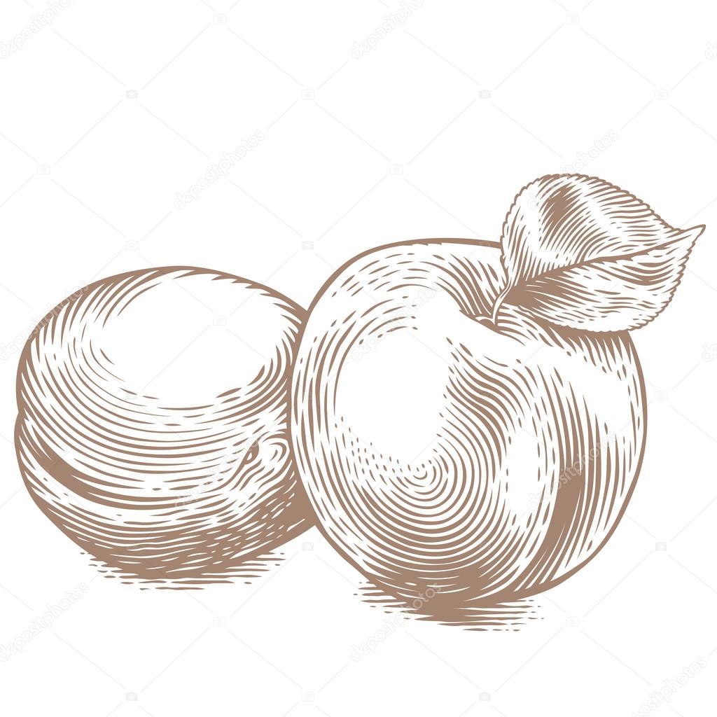 Abricot Dessin Images Vectorielles Abricot Dessin Vecteurs Libres De Droits Depositphotos