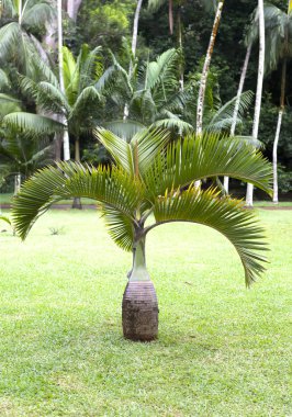 Şişe palm tree(Hyophorbe). Mauritius