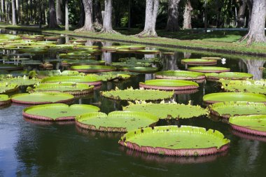 Victoria amazonica, Victoria regia ile park gölde. Mauritius