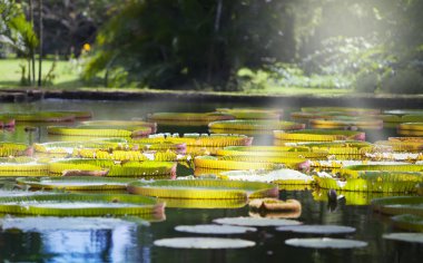Victoria amazonica, Victoria regia ile park gölde. Mauritius