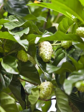 Noni meyve ağacı (Morinda citrifolia)