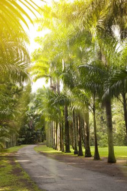Caddenin ve Mauritius (Roystonea regia Küba palmiye ağaçlarının (royal palm ağacı)