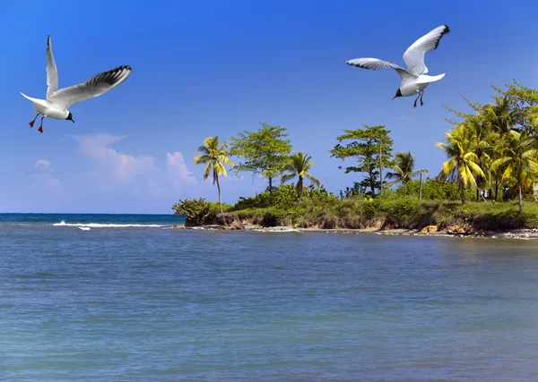 Jamaica. The sea in the sunny day — Stock Photo, Image