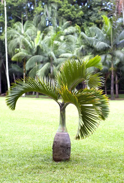 Bottle palm tree (Hyophorbe). Mauritius — Stock Photo, Image