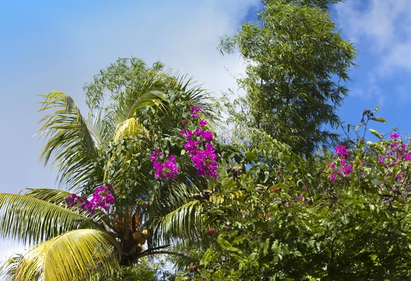 Palmboom en de bloeiende bugenviliya tegen de blauwe hemel — Stockfoto