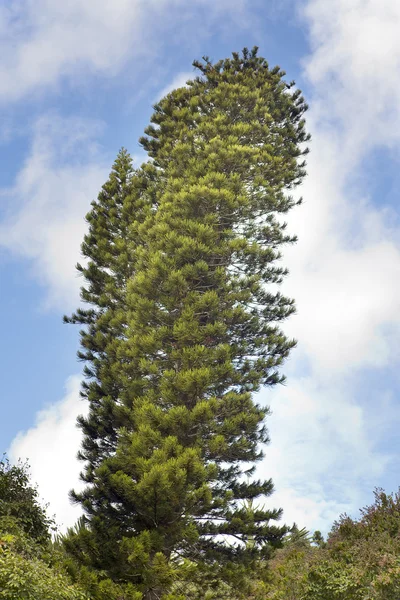 Tree of tropical climate.  Mauritius — Stock Photo, Image