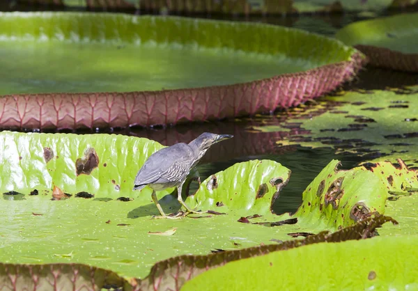 Pássaro em uma folha Victoria amazonica (Victoria regia ) — Fotografia de Stock