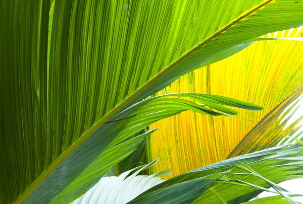Leaf of a large fan palm tree — Stock Photo, Image