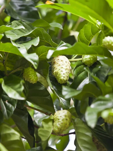 Noni frukt (Morinda citrifolia) på trädet — Stockfoto
