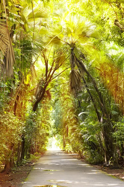 Güneş ışınları tropikal ağaçlar arasındaki yolda. Mauritius.