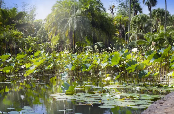 Creek med blommande lotusblommor. Mauritius — Stockfoto