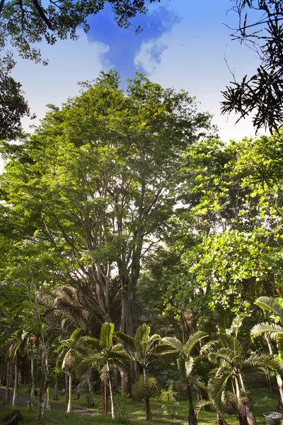 Corsia delle palme da bottiglia (Hyophorbe). Mauritius — Foto Stock